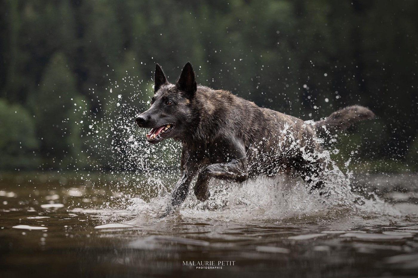 CH. Toruk Makto  Du Royaume De Pandora