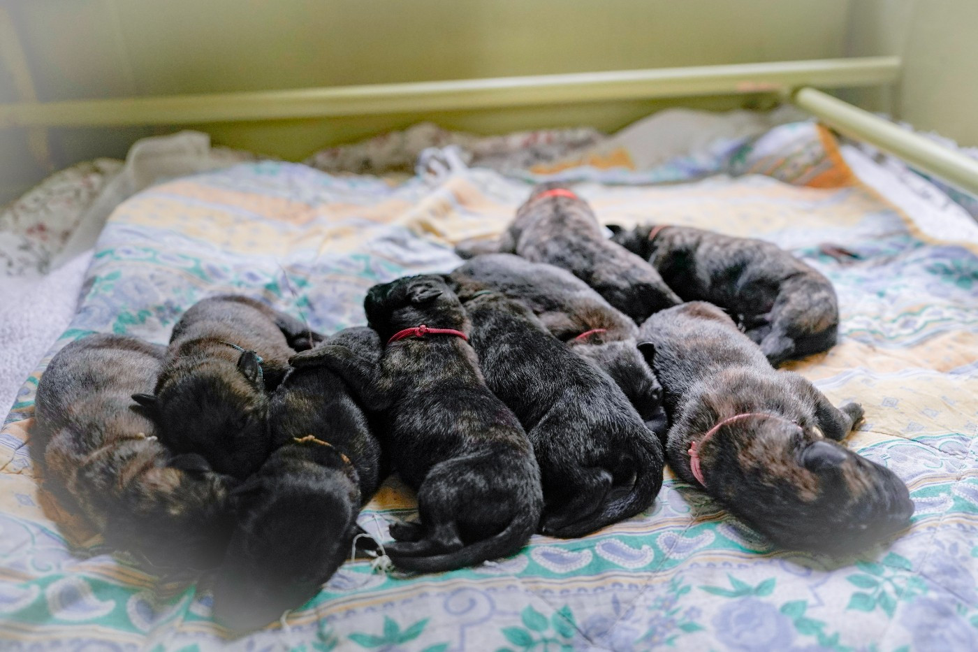 9 chiots sont nés le 16 mai 2026
