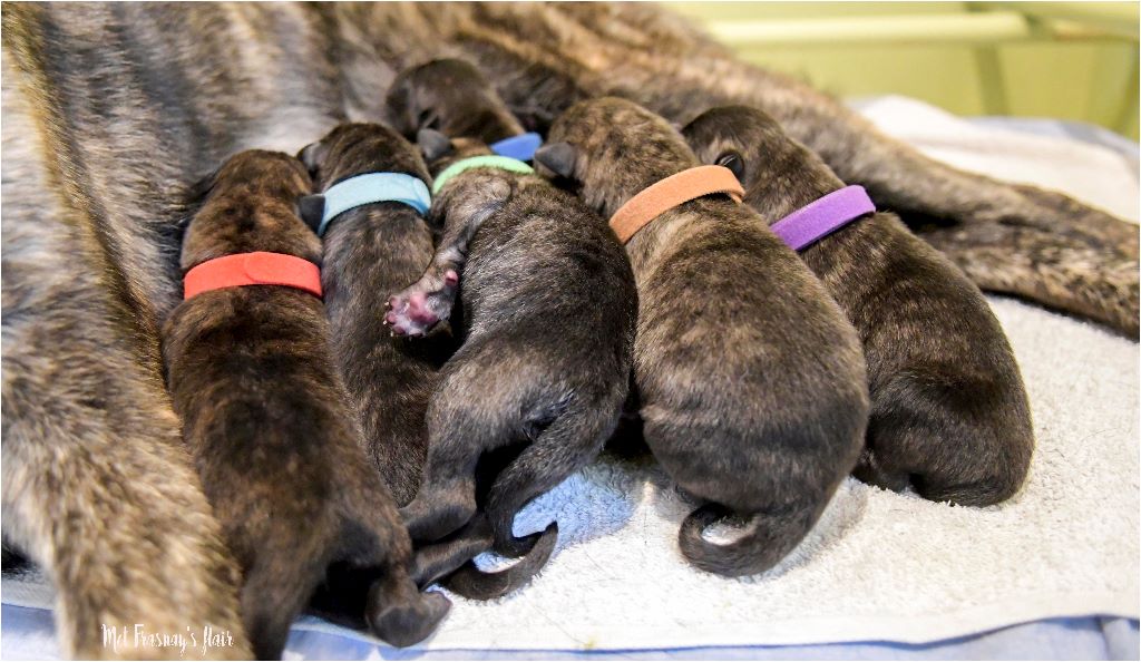 met Frasnay's Flair - Les bébés de Bobbie x Izikel sont nés...