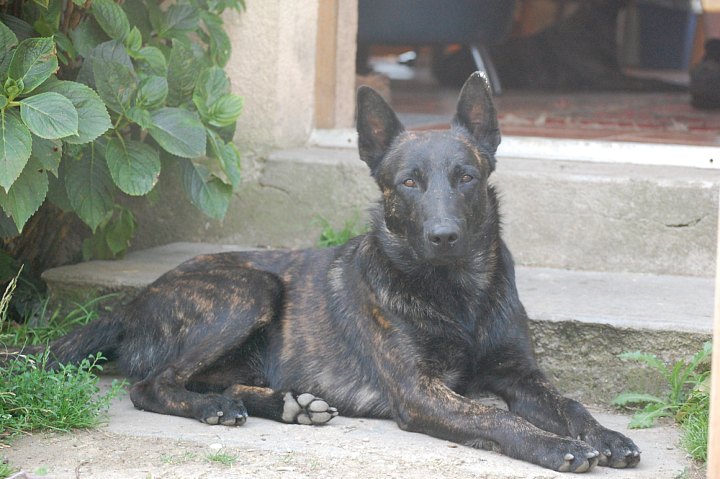 Chiens de "met Frasnay's flair"