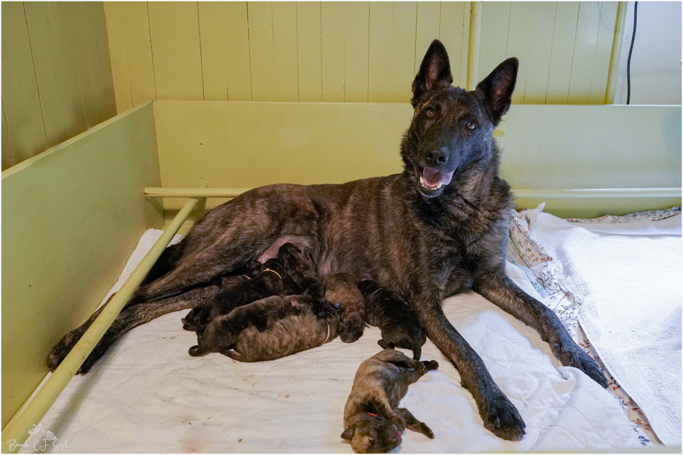 Chiot Berger hollandais met Frasnay's Flair