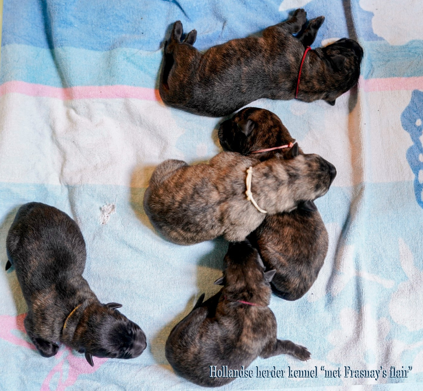 met Frasnay's Flair - Chiots disponibles - Berger hollandais