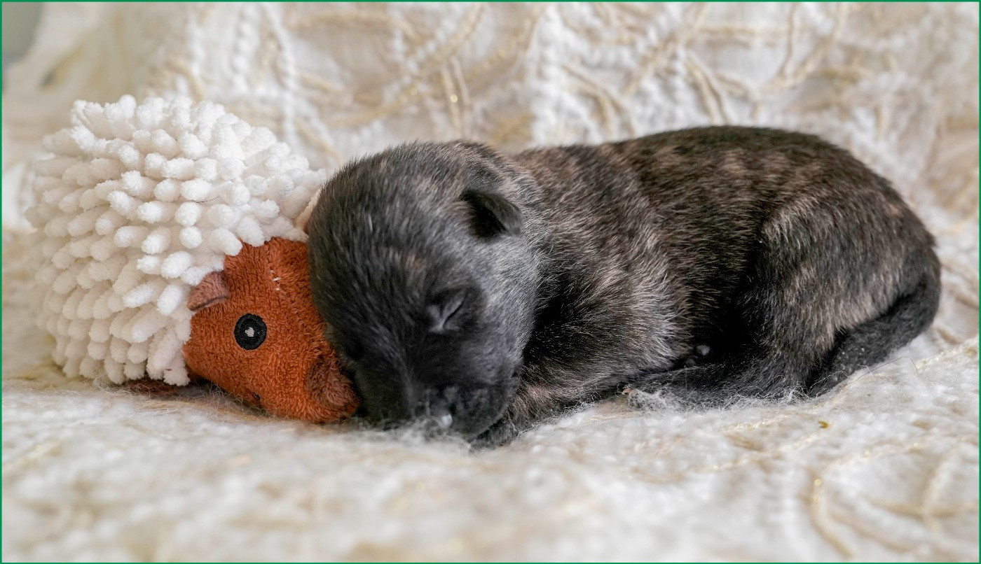 met Frasnay's Flair - Chiots disponibles - Berger hollandais