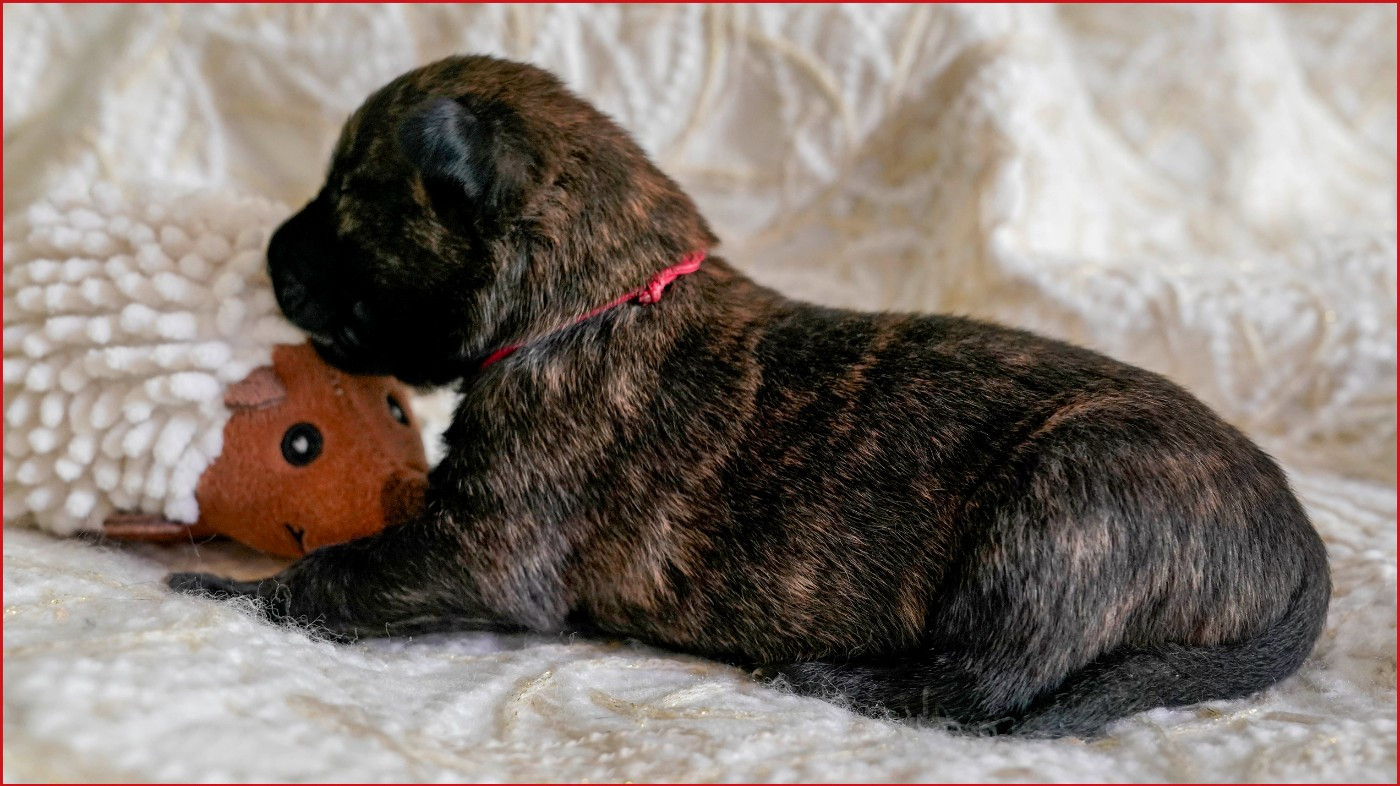 met Frasnay's Flair - Chiots disponibles - Berger hollandais