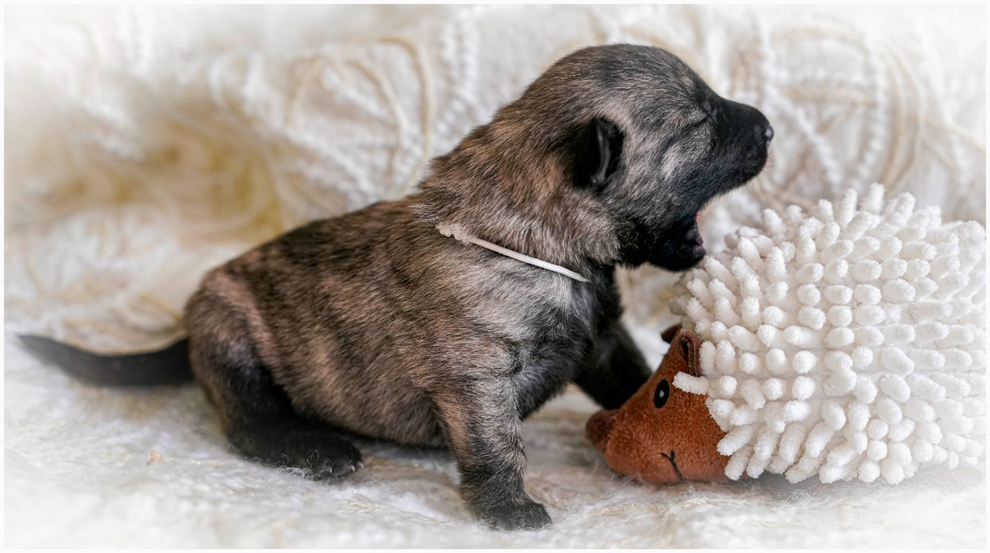 met Frasnay's Flair - Chiots disponibles - Berger hollandais