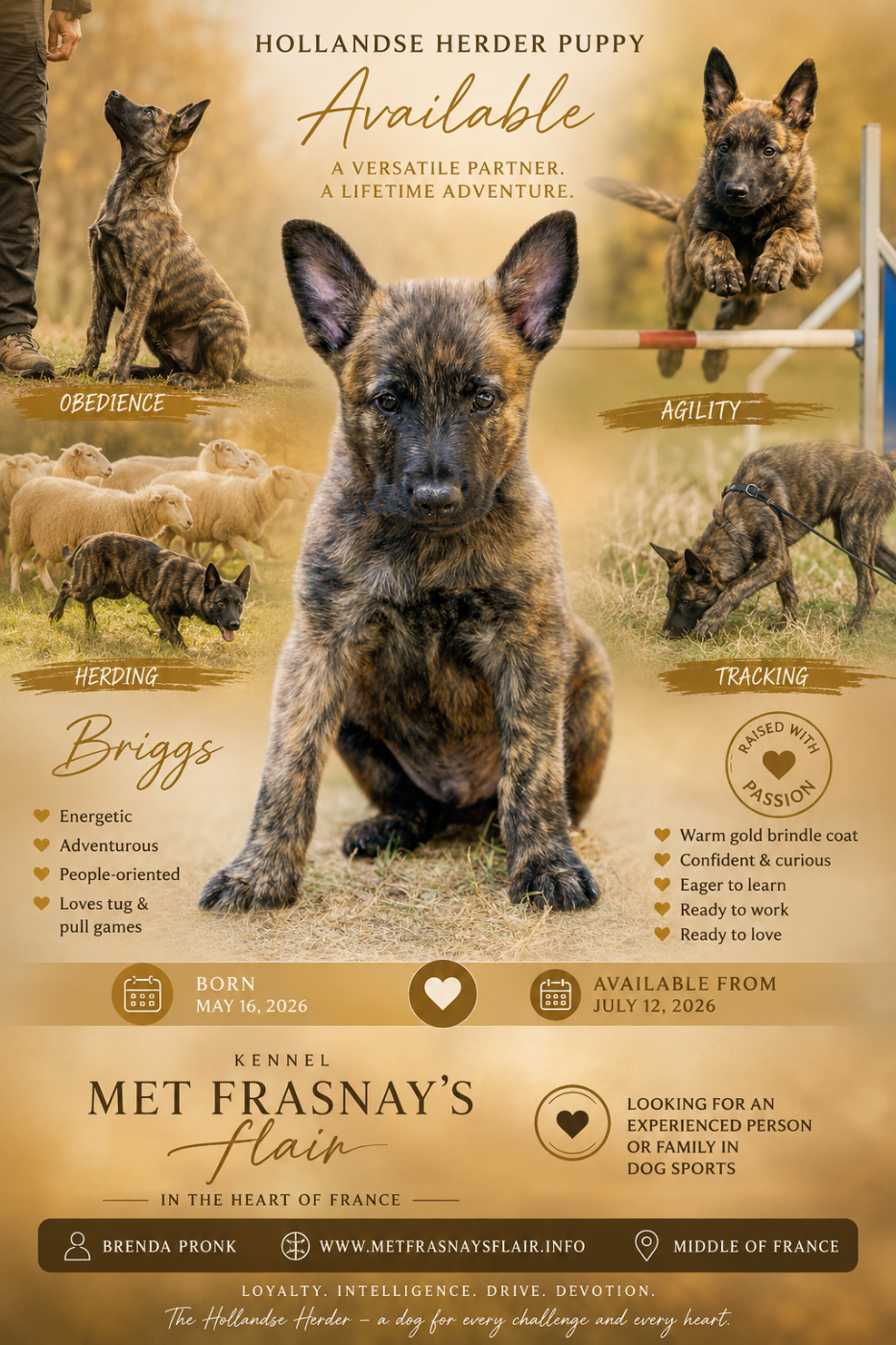 met Frasnay's Flair - Chiots disponibles - Berger hollandais