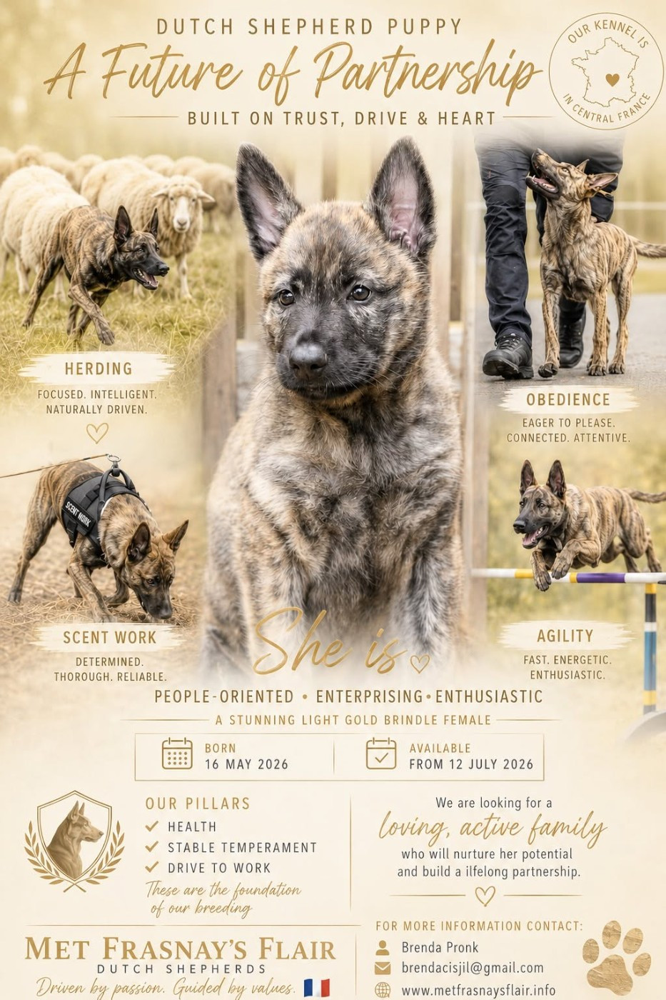 met Frasnay's Flair - Chiots disponibles - Berger hollandais